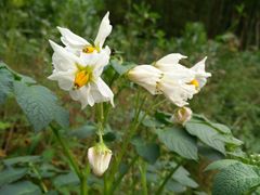 土豆花-看见远方·莫干遥远的山民宿