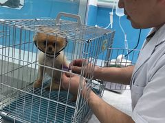 -乖乖乐动物医院(小汤山分院)