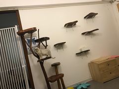 -豆老板的猫咖啡(碑林博物馆店)
