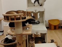 -有喵·猫咖·狗咖·30几只猫10只小狗(岗厦店)
