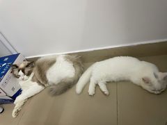 -屋虎猫馆(宝安大仟里店)
