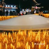 湖滨的麦子黄了!