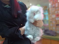 -宠物兔专门店(天丰利市场店)