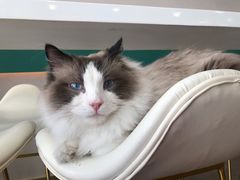 -飞行喵MR PILOT|猫舍·猫咖(静安大融城店)