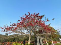 -广州市石门国家森林公园