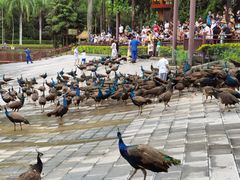-西双版纳原始森林公园