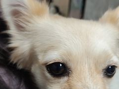 -半岛宠物医院24小时(白果林店)