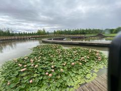 -春花秋色城市公园