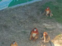 -西霞口神雕山野生动物世界