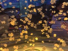 -上海海昌海洋公园