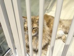 -藏猫猫咖啡主题馆(中央大道店)