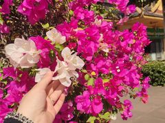 -西双版纳总佛寺
