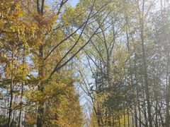 -合肥滨湖国家森林公园