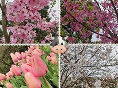-南山植物园