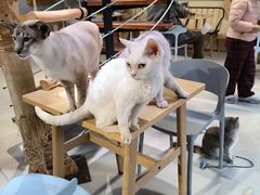 -豆逗聊愈猫阁Easy Life