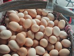 -马陆小张葡萄园农家乐