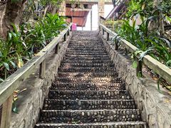-西双版纳原始森林公园