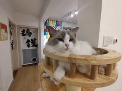-有喵·猫咖·狗咖·30几只猫10只小狗(岗厦店)