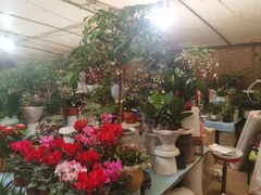 -金陵花卉交易市场