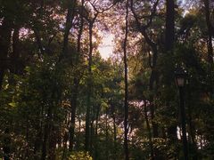 -铁山坪森林公园