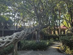 -瑞丽独树成林风景区