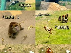 -西霞口神雕山野生动物世界