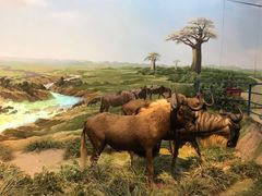 -陕西自然博物馆