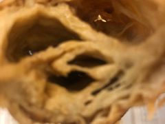 -咱家王新国把子肉(县东巷店)