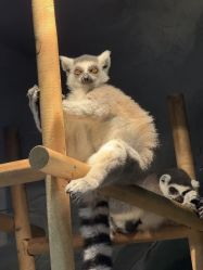 点击看大图 -Zoolung Zoolung动物主题公园(海信广场店)