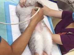 -创凡宠物医院·骨专科  猫科中心(西乡分院)