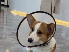 -贝康宠物医院·犬猫全科·小动物特色诊疗中心(东环路店)