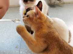 -共舞时光猫咖·狗咖(新街口店)
