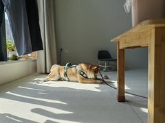 -宠颐生汉谟拉比宠物医院