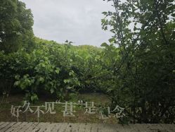 点击看大图 -太湖雪蚕桑文化园