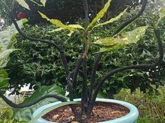 -头上红煨盐鸡·非遗院子餐厅