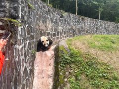 -都江堰中华大熊猫苑