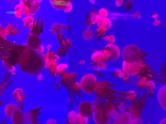 -左海海底世界