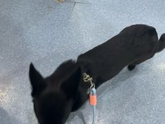 -佑安动物医院·全科·内窥镜中心(幸福巷店)