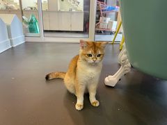 -十年猫舍·猫咪专门店(普陀店)