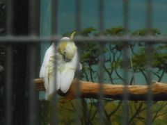 -新加坡飞禽公园