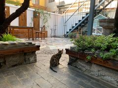 -喵屿·大理花园猫咖