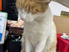 -蛇口康乐快餐鱼仔档(翠苑小区店)