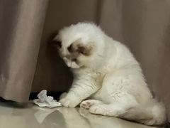 -凯特喵百思猫专科医院
