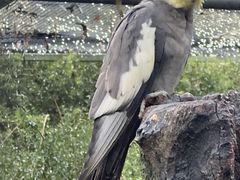 -费瑟代尔野生动物园