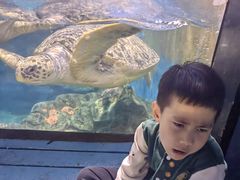 -烟台海昌鲸鲨海洋公园