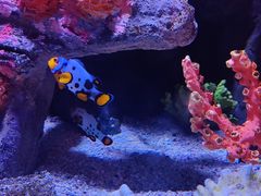 -暹罗海洋世界
