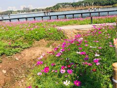 -海珠湖公园