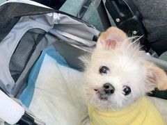 -北京赛佳动物医院