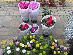 -中环花鸟鱼虫市场