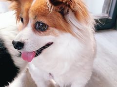 -爱侣宠医·鹦鹉专科·小型哺乳类·异宠专科(灵石路店)